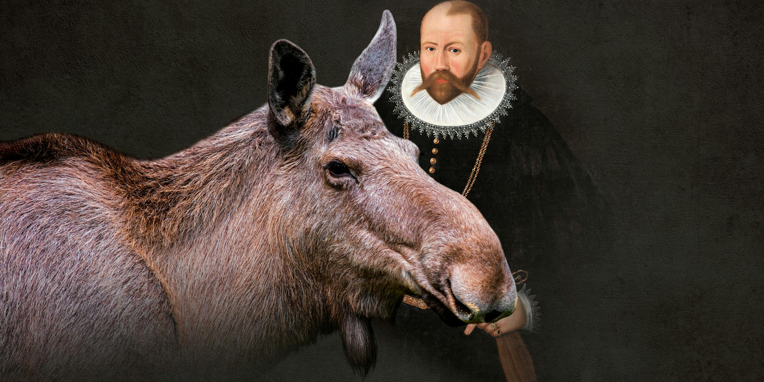 Tycho Brahes tamme elg