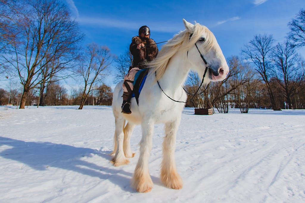 Viking hest teaser Viking på stor hvid hest