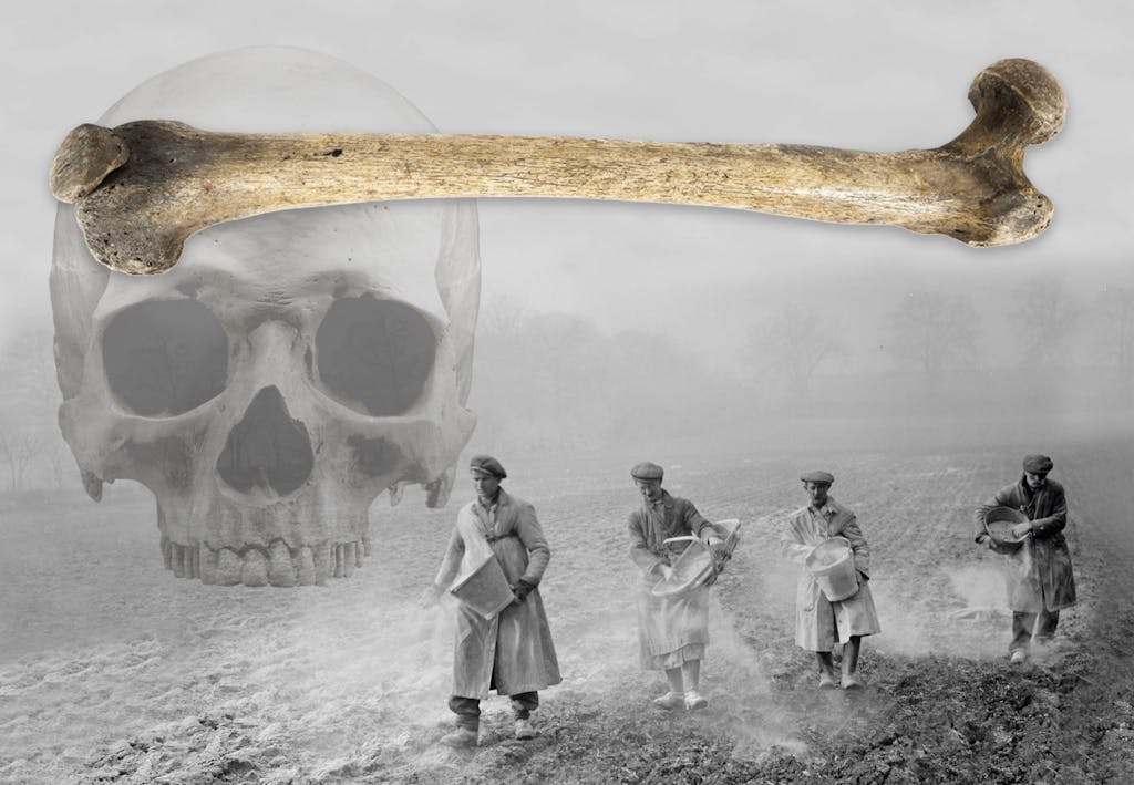 Alkmaarse archeologen vinden vloer gemaakt van botten | historianet.nl