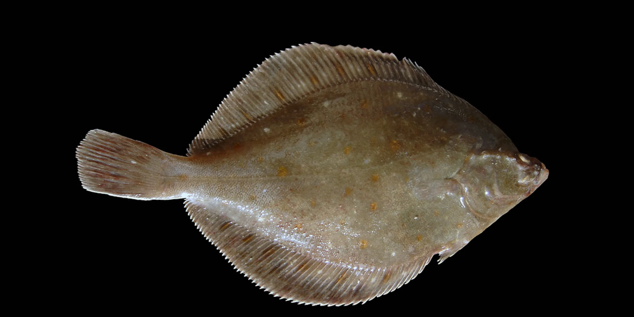 Rødspetten var middelalderens mest populære flatfisk | historienet.no