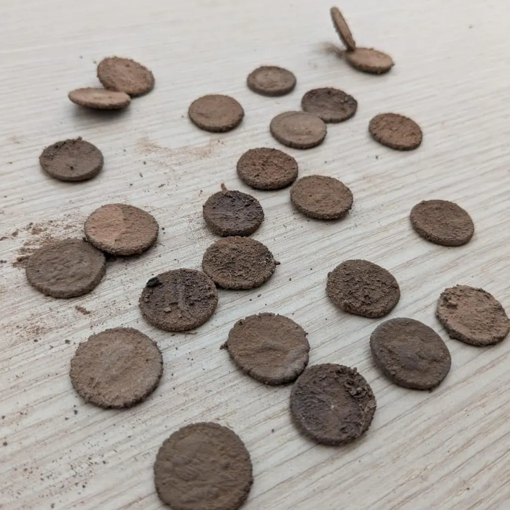 Zilverschat op mediterraan eiland heeft waarschijnlijk duistere ...