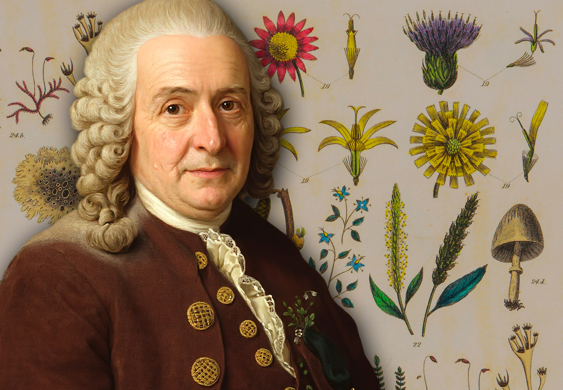 Carl von Linné uppfann naturens ordning | varldenshistoria.se