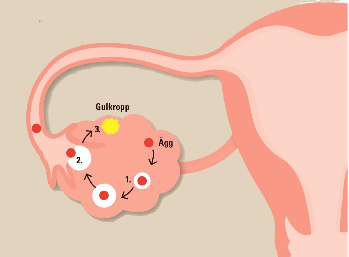 Bildandet av progesteron