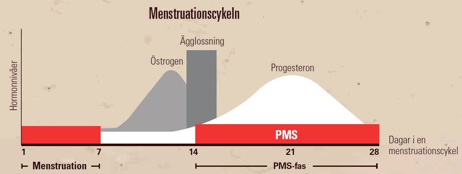 Menstruationcykeln