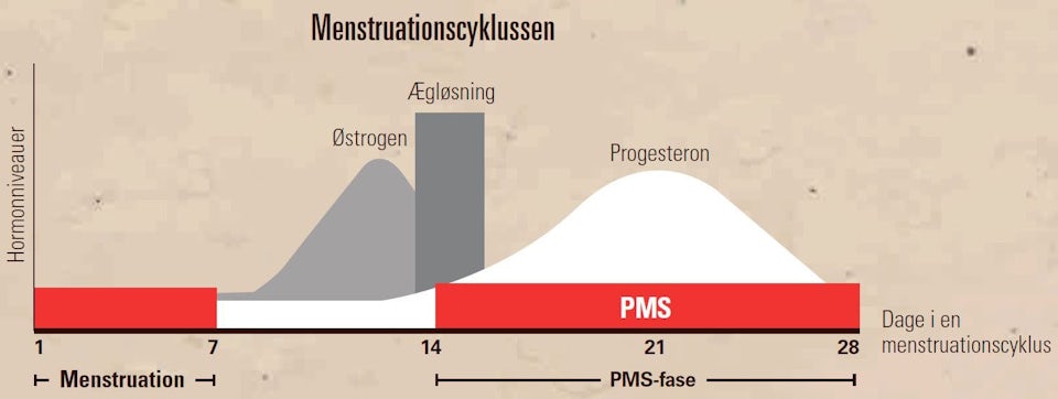 Ægløsning menstruationscyklus Online ægløsningsberegner