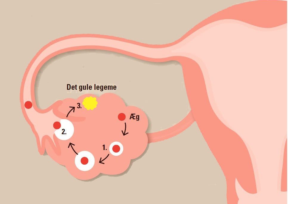 Dannelsen af progesteron