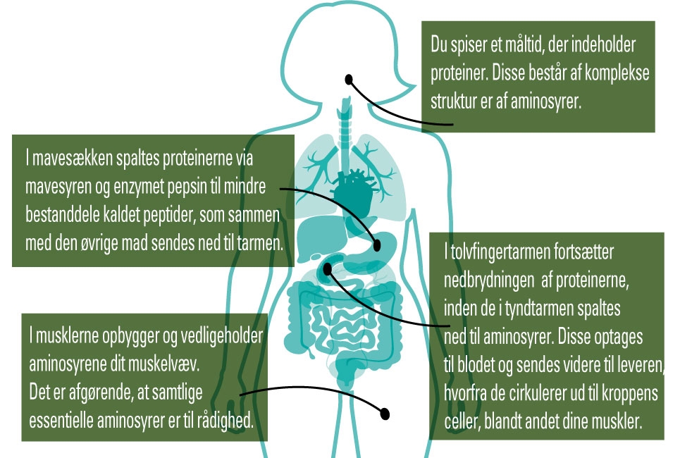 Protein – Hvad Er Sandt Og Hvad Er Falsk? | Iform.dk