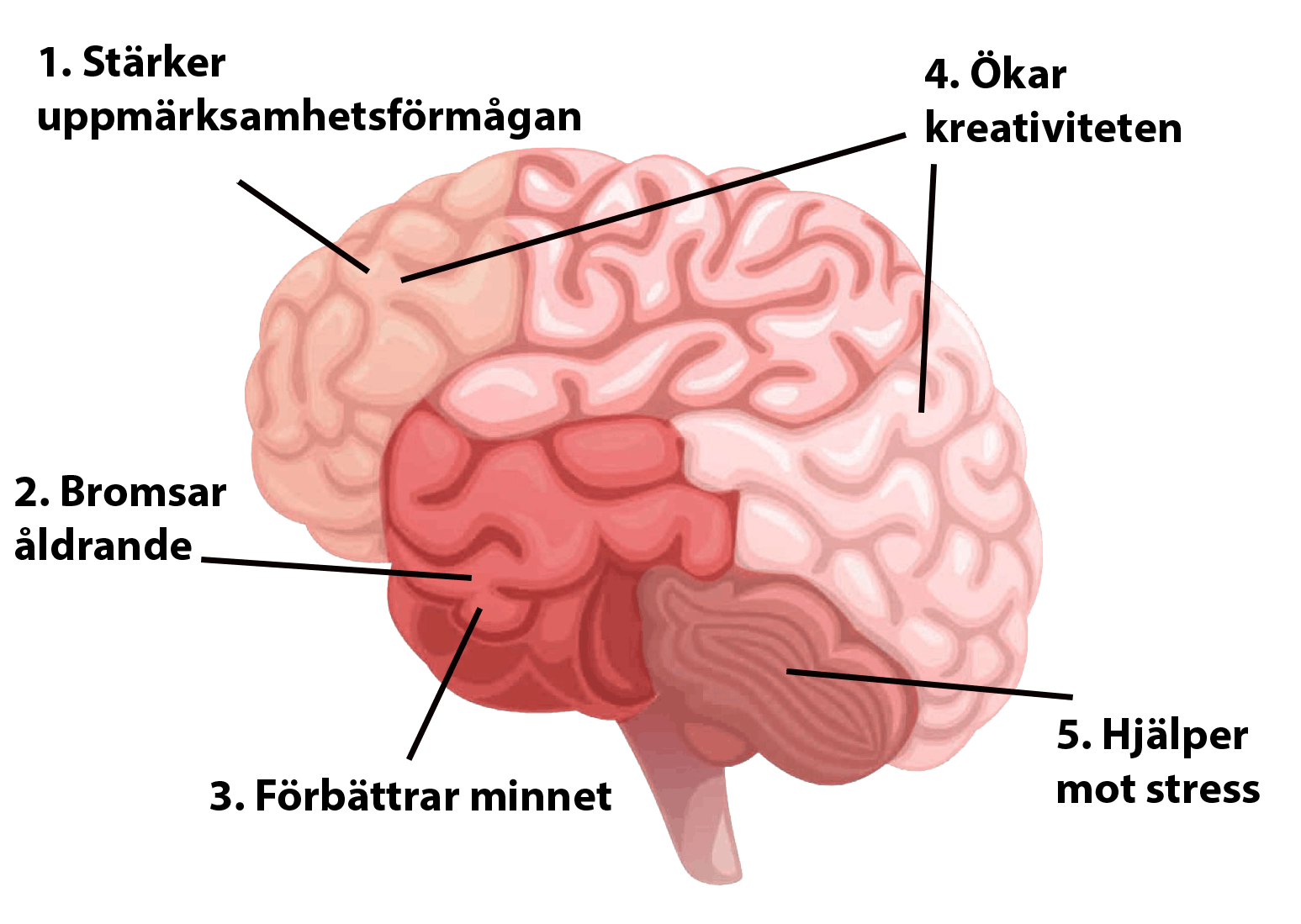 Motion ökar uppmärksamheten och förbättrar minnet