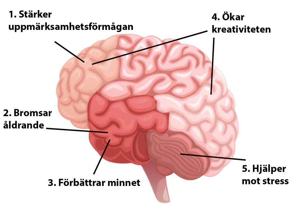 Så här stärker träning din hjärna | I FORM