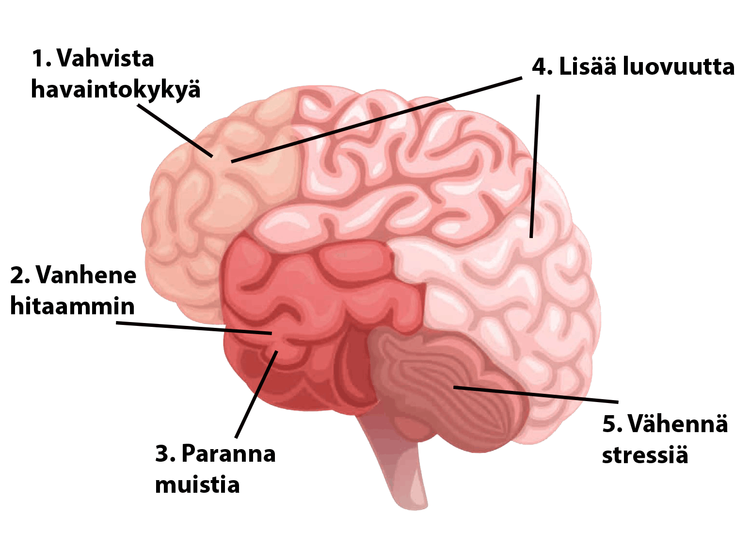 Liikunta kehittää keskittymiskykyä ja parantaa muistia.