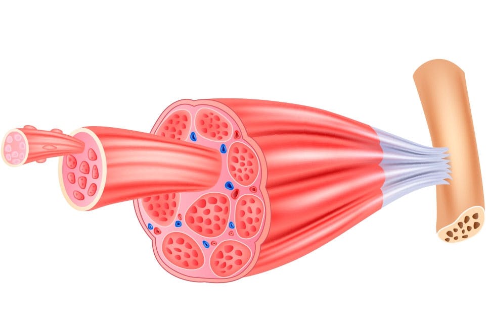 Muskelstruktur med muskelfibre 