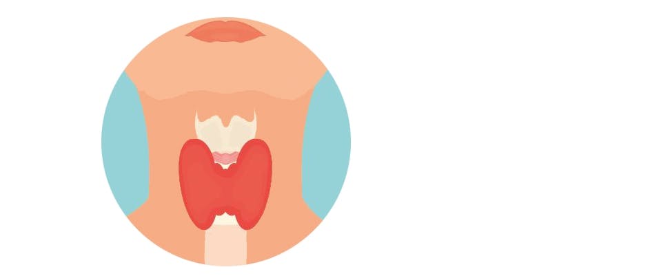 Ämnesomsättnings-hormoner bildas i sköldkörteln