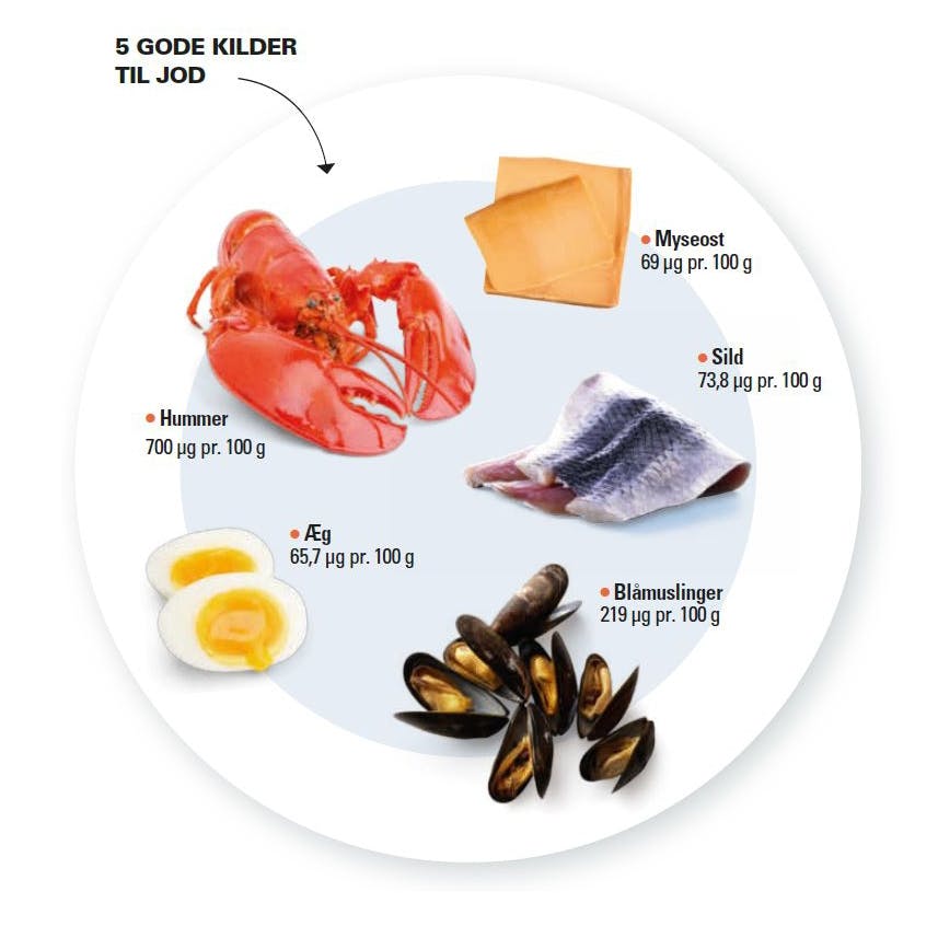 Tallerken med jodrig mad der gavner dit stofskifte