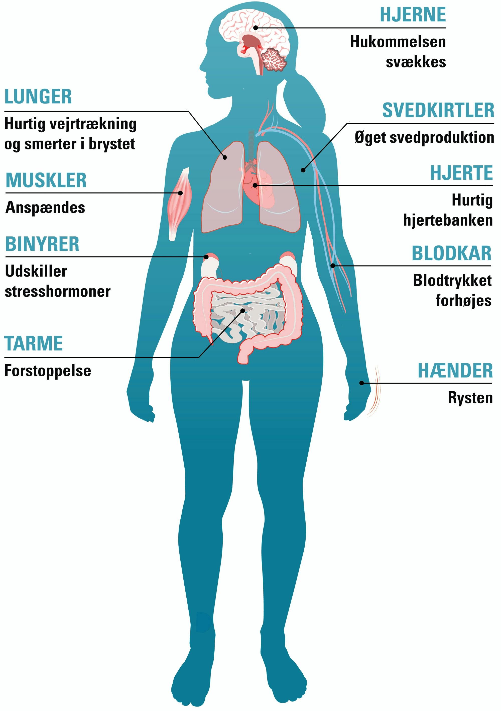 illustrasjonen viser hvilke stressymptomer som kan oppstå i kroppen under en stressreaksjon