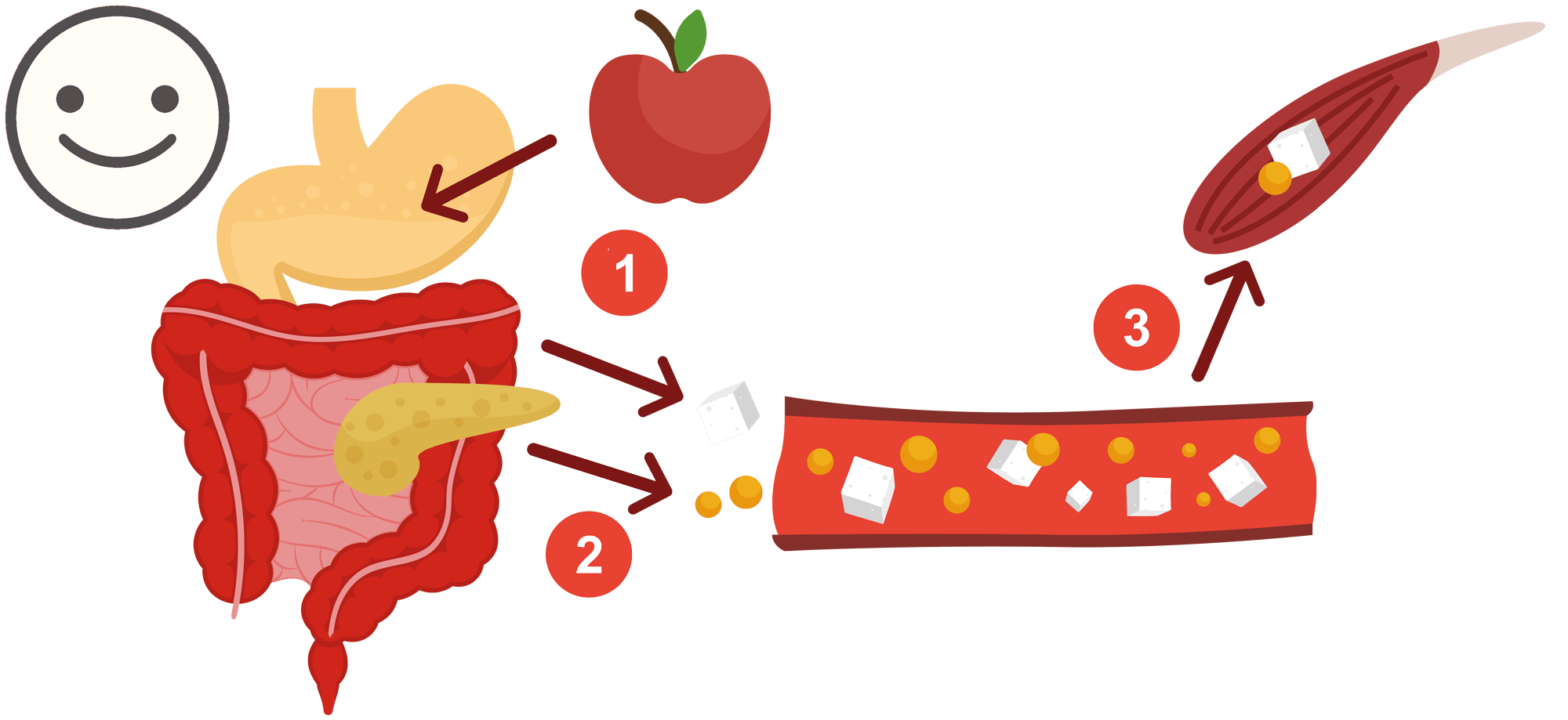 Normalt stoffskifte hos en frisk person uten diabetes