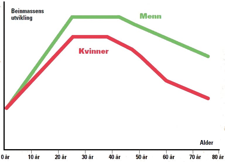 Beinskjørhet/osteoporose - Utvikling av beinmasse i forhold til alder og kjønn.