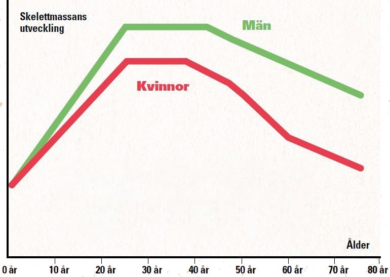 Utveckling av benmassa i förhållande till ålder och kön