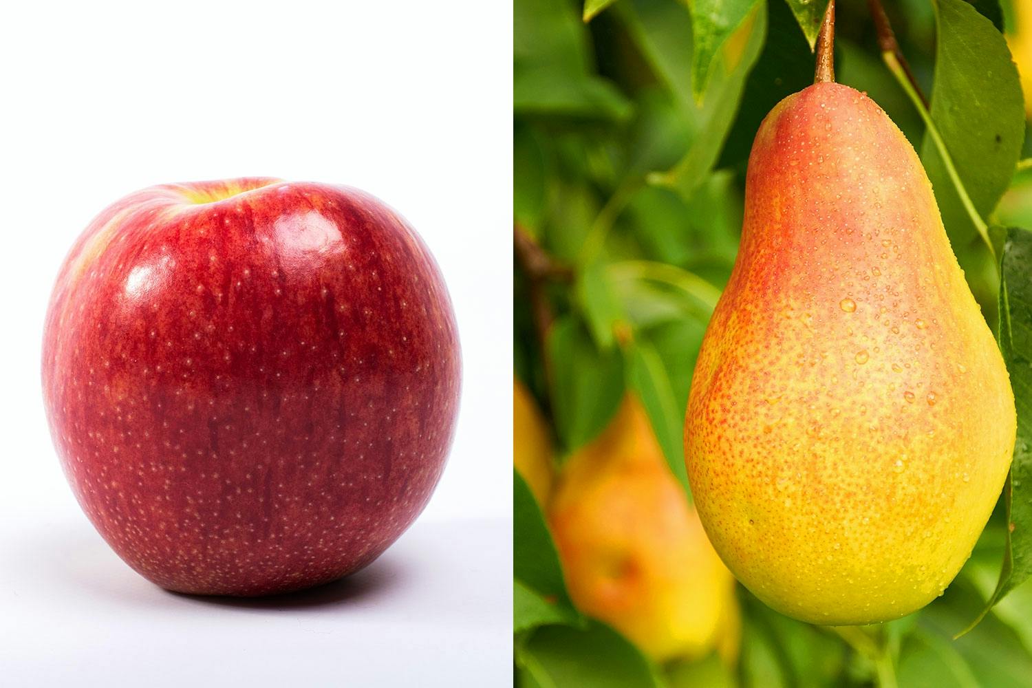 Äpple och päron