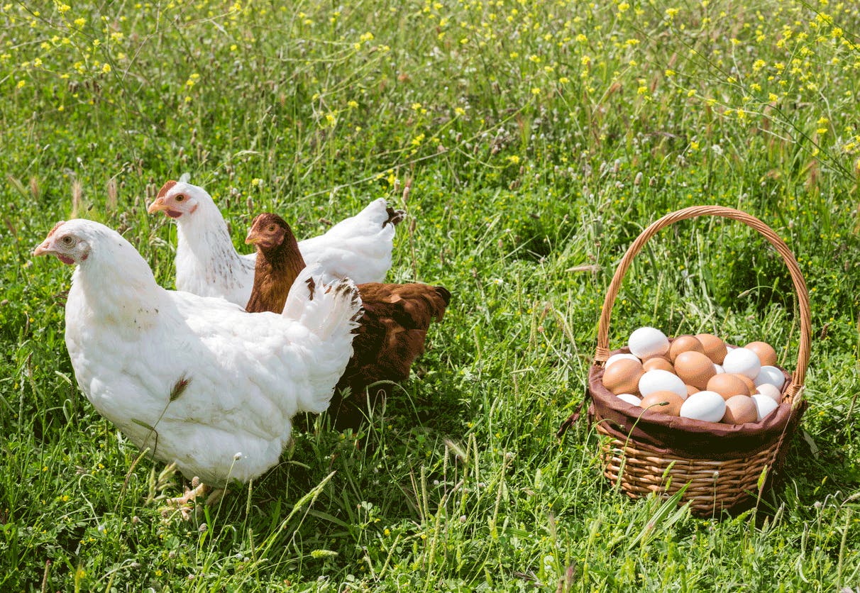 Bruna höns och vita höns