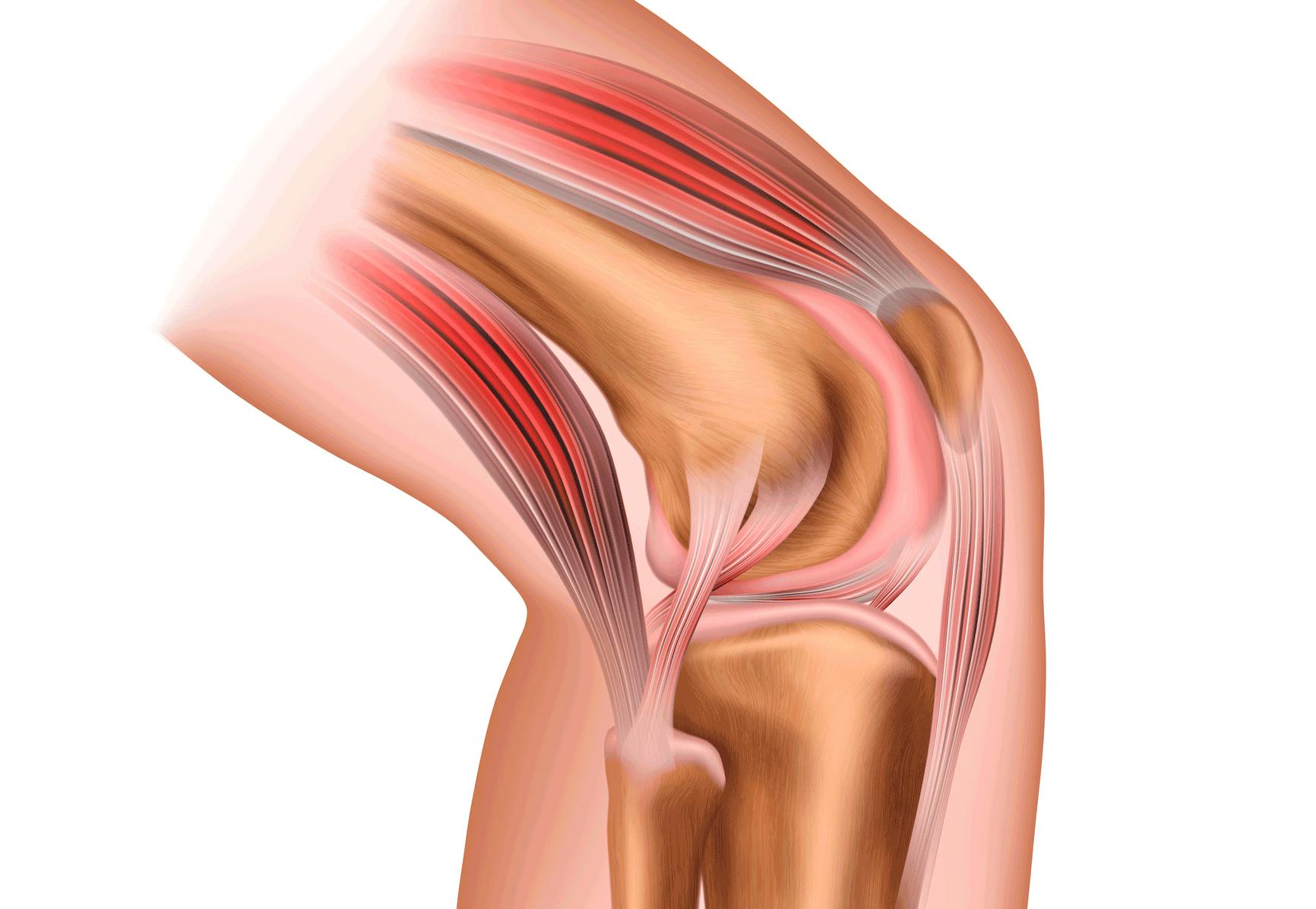 Muskler og sener i kne