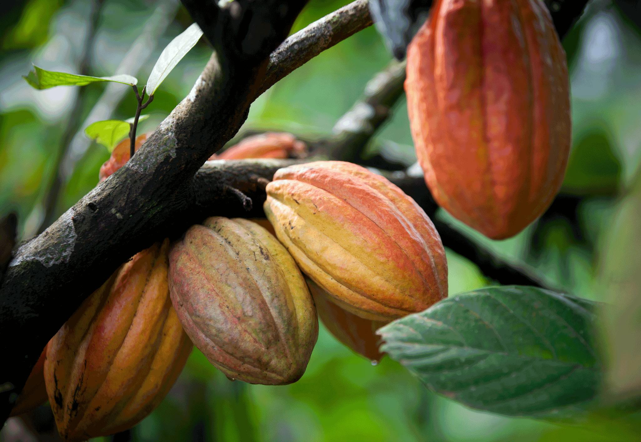 Kakaobønner på træ bliver til chokolade