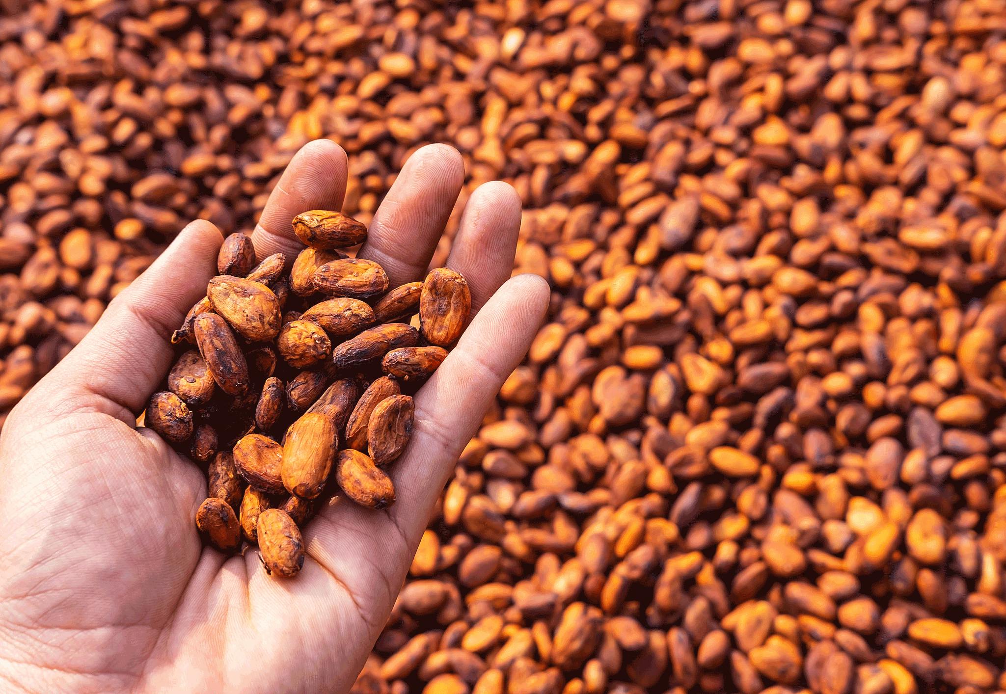 Kakaobønner tørkes før de blir til sjokolade