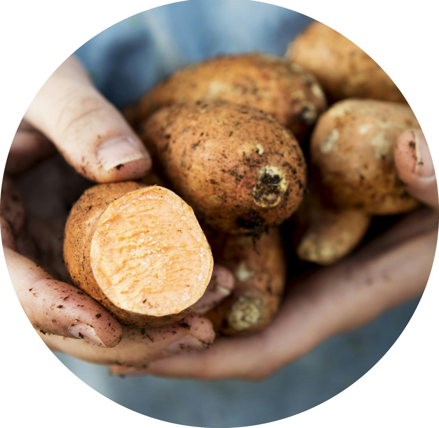 Hender holder søtpoteter