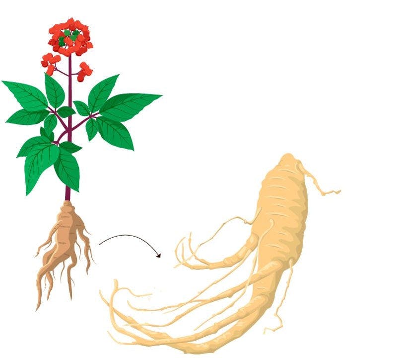 Ginsengrot