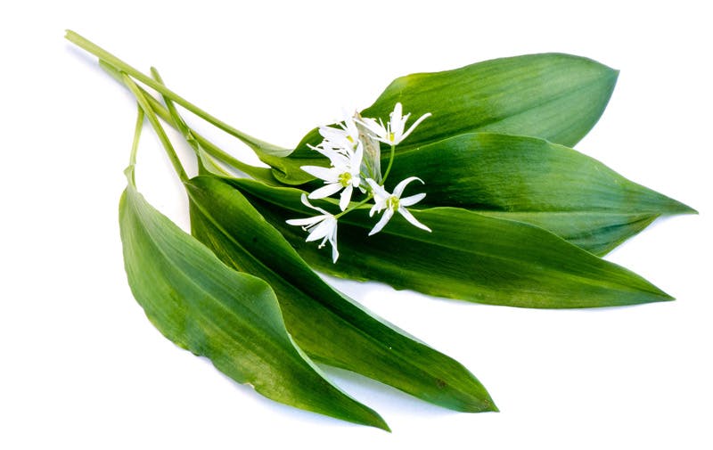 Allium ursinum på latin, kallas också ”vild vitlök” och på engelska Ramson - har gröna ovala blad och vita stjärnformade blommor