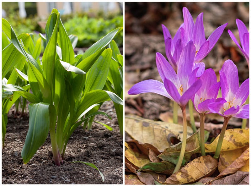 Tidlösa med gröna blad på våren och krokusliknande blommor på hösten