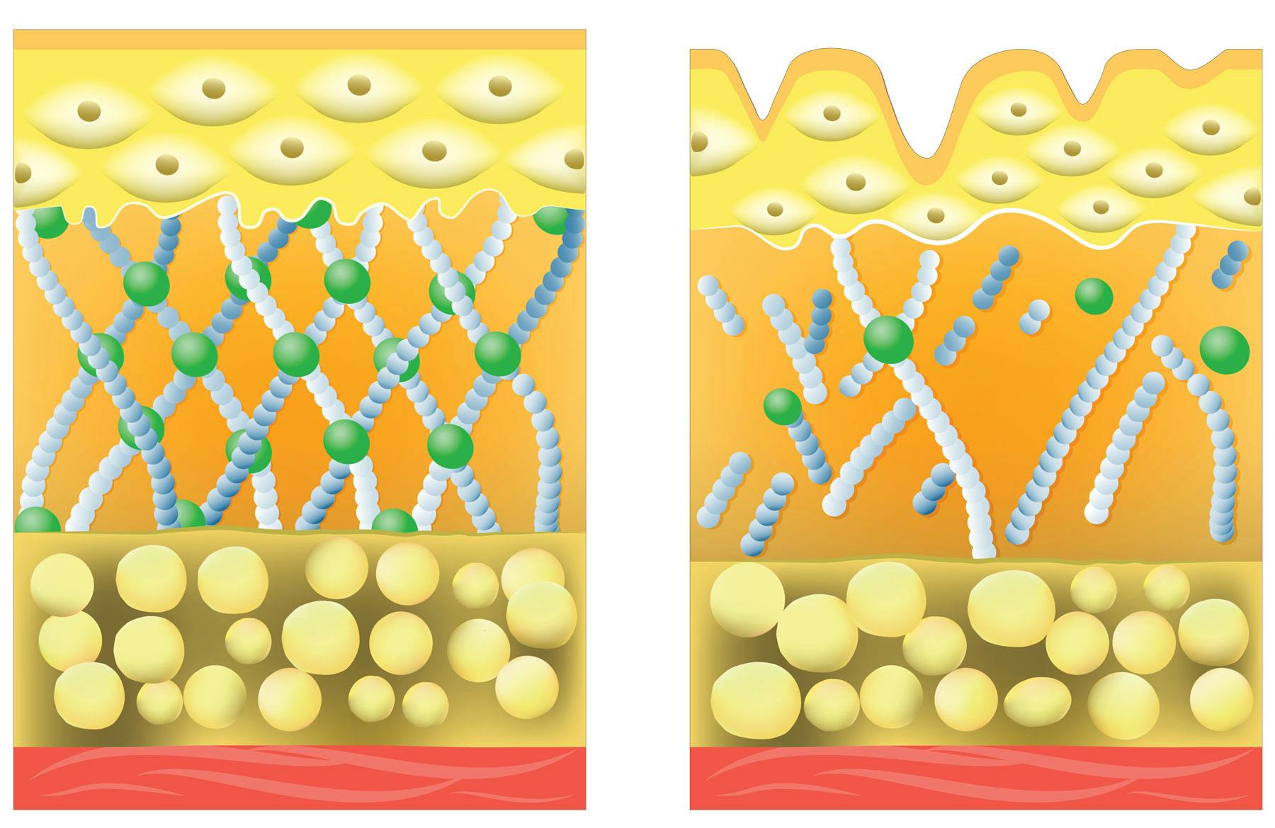 kollagen-illustrasjon
