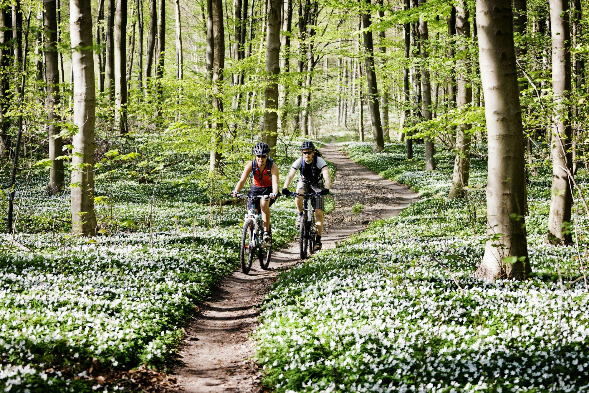 Två personer i cykelkläder som kör ner för en backe i skogen på mountainbike.