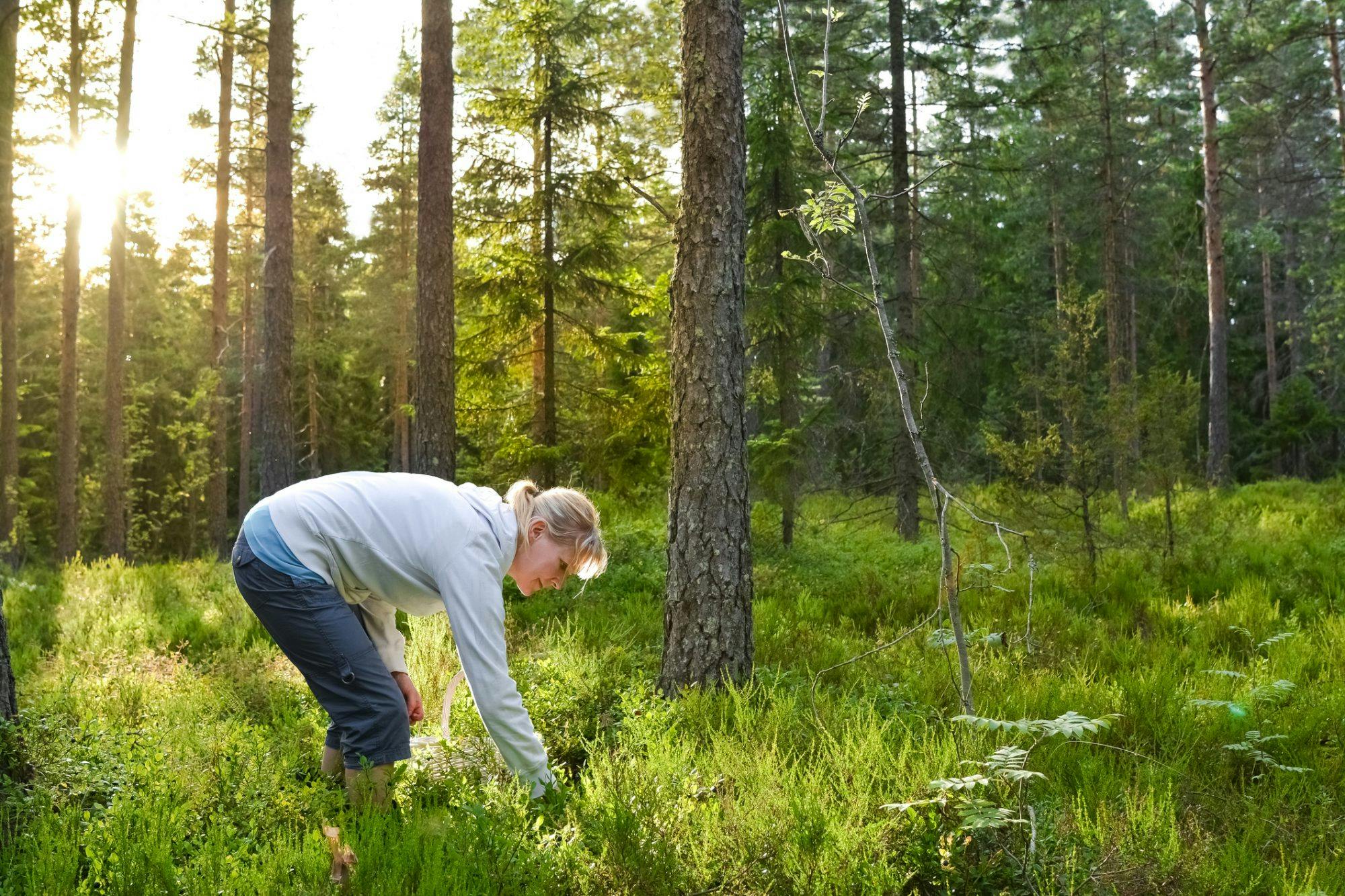 Kvinna plockar örter i skogen