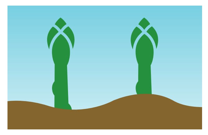 illustration-grön-sparris