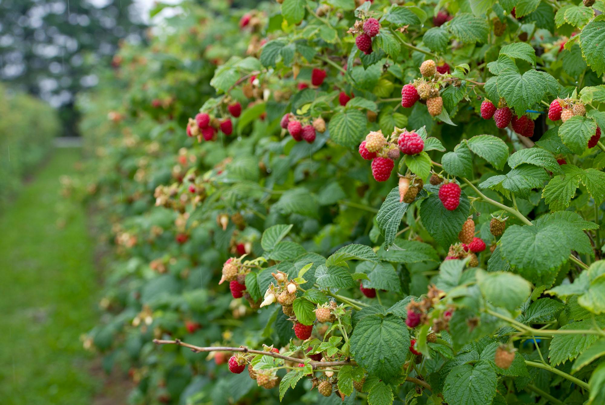 Vadelmapensaita puutarhassa
