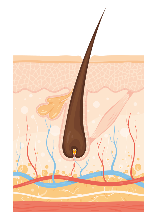 Hårtab - vækstfasen