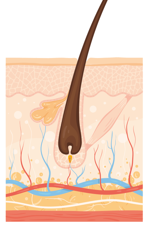 Hårtab - overgangsfasen