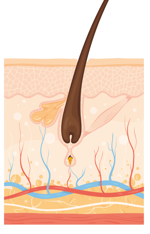 Hårtab - hvilefasen