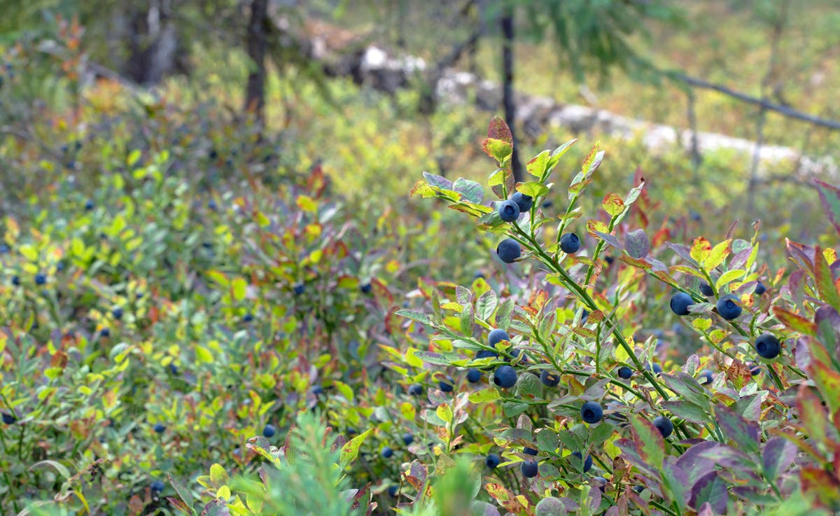 Vilda blåbär i skogen