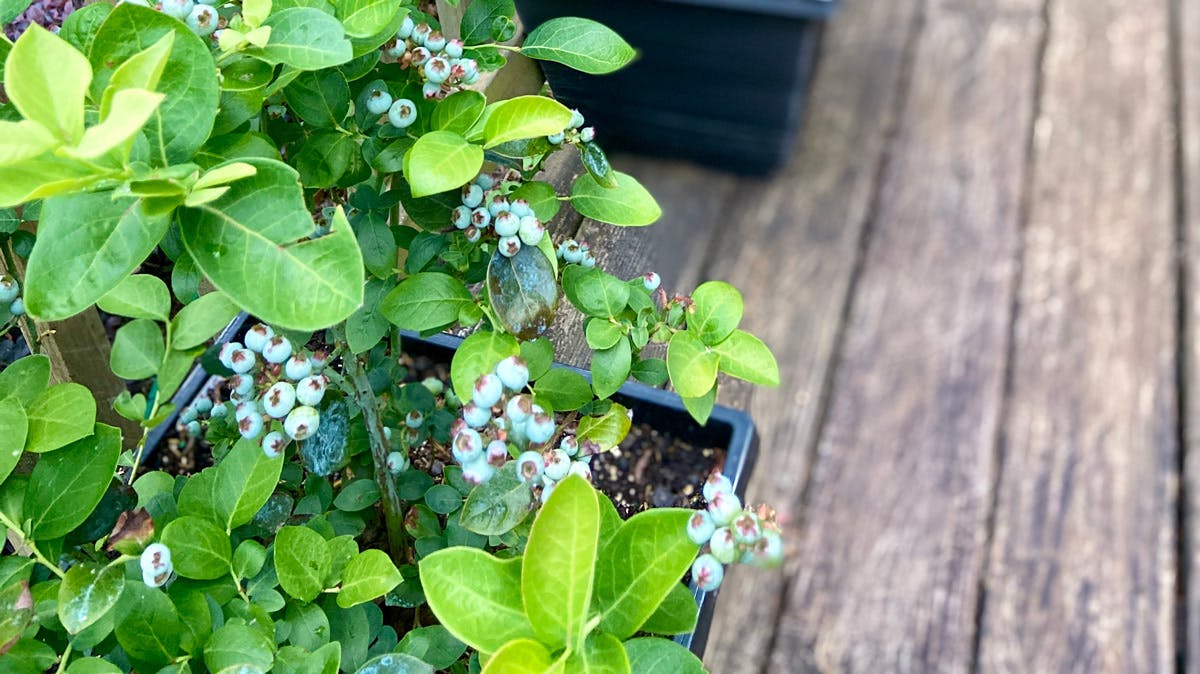 Blåbär kan odlas i kruka