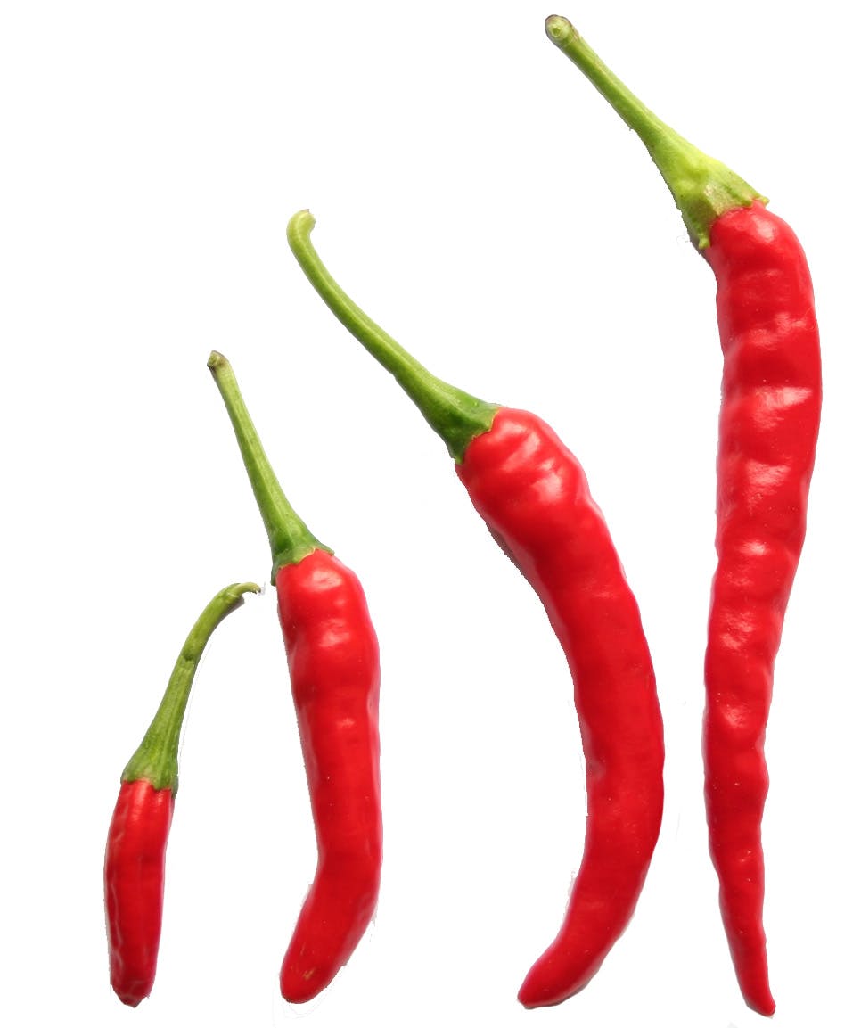 Eri kokoisia punaisia chilejä