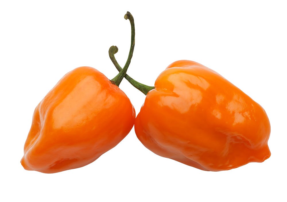 Habanero, vahva chili