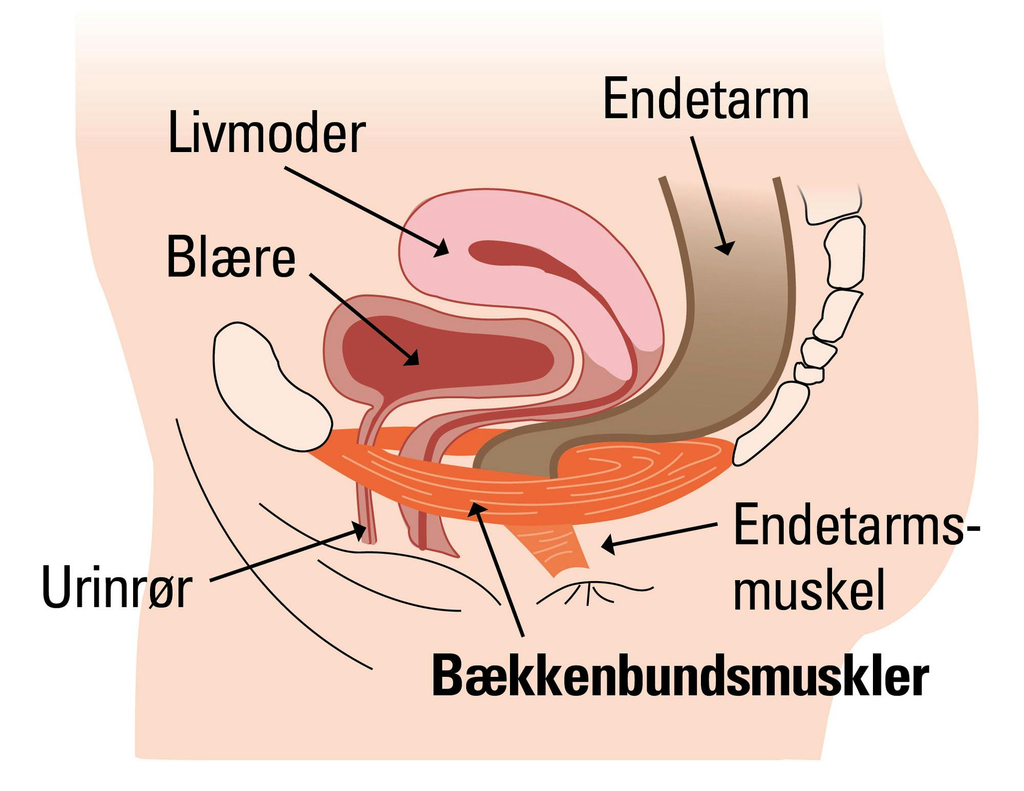 Grafikken viser bækkenbundsmuskulaturen, når du kniber.