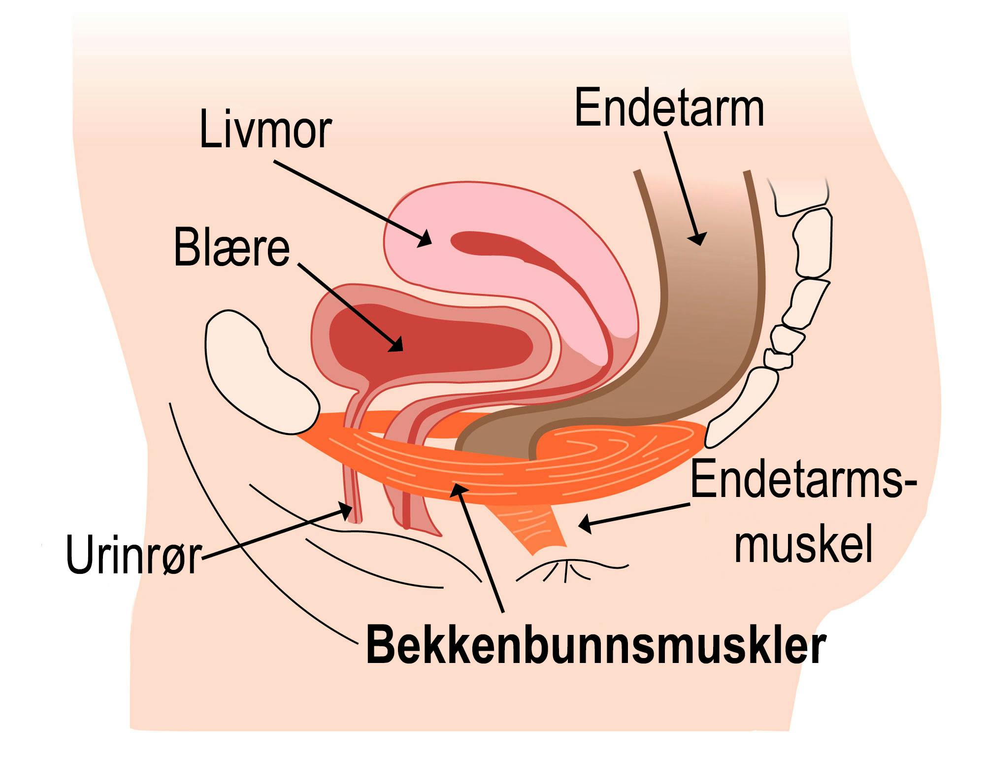 Illustrasjon av bekkenbunnen når du kniper