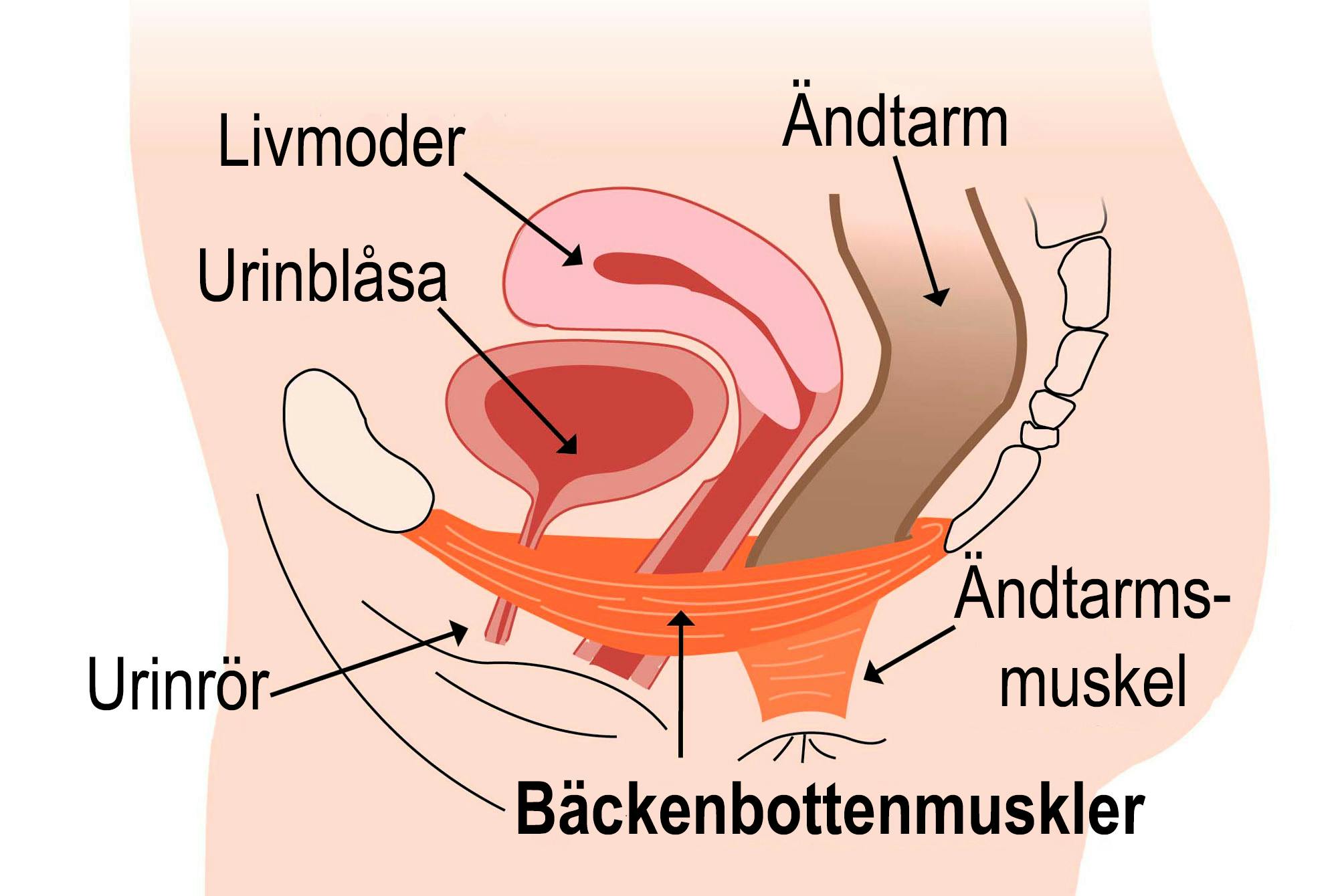 Illustration av bäckenbotten