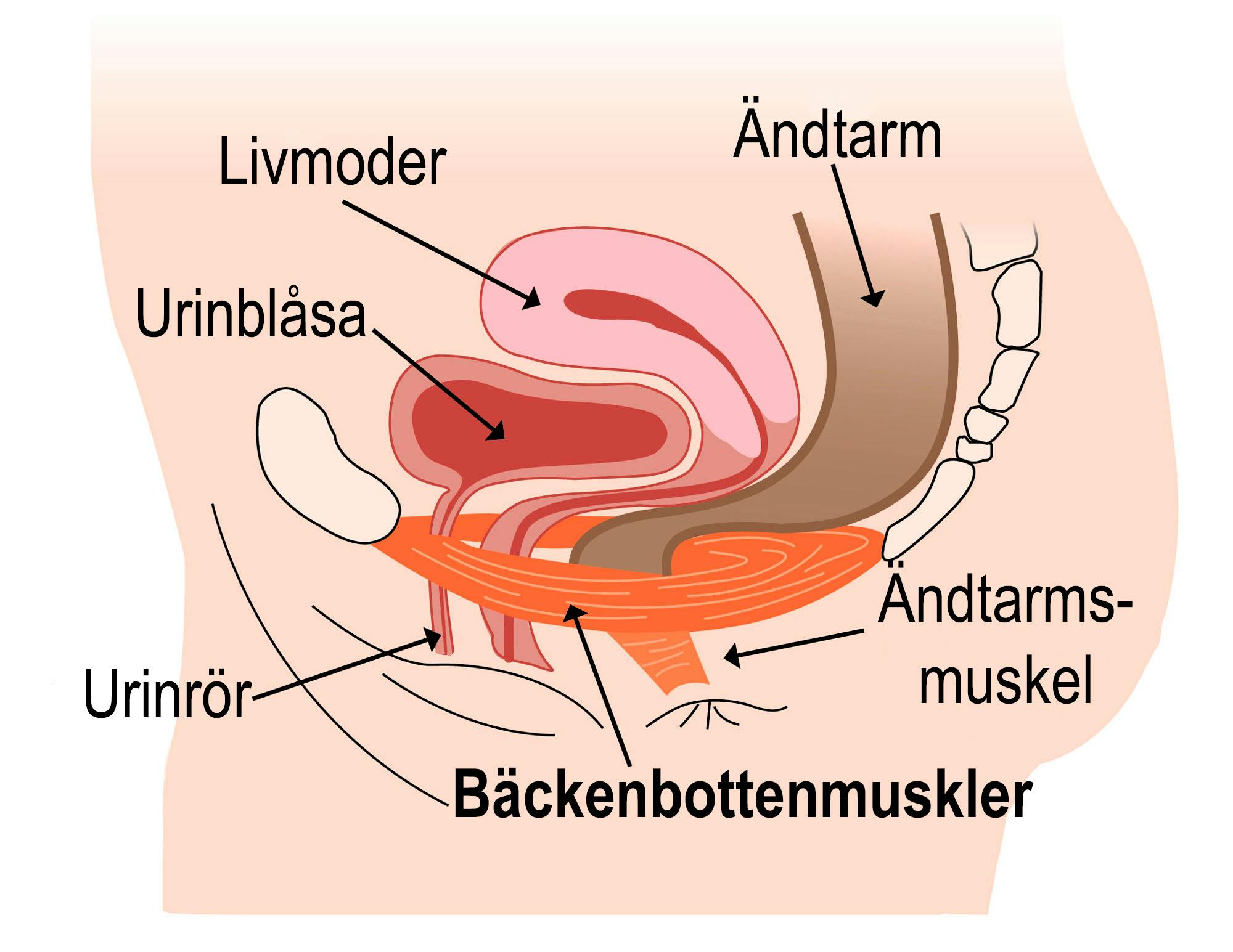 Illustrationen visar bäckenbotten