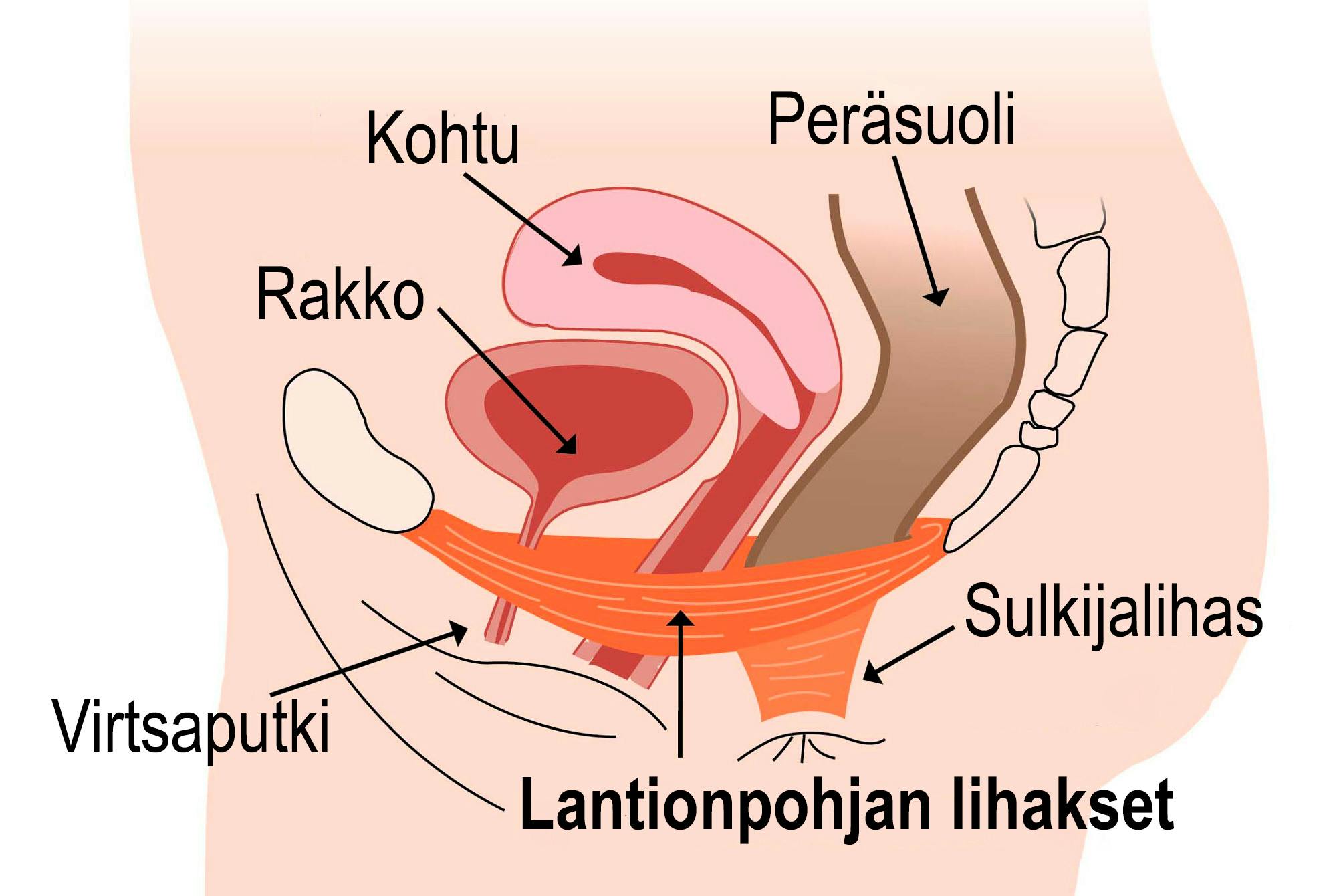 Her ses en grafik af bækkenbundsmuskulaturen i hvile. _FI