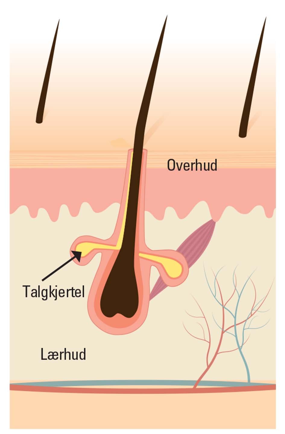 Hvorfor blir hodebunnen tørr?