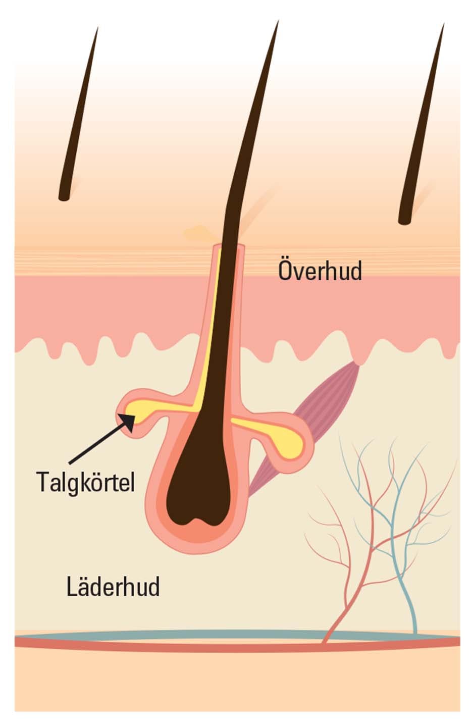 Varför blir hårbottnen torr?