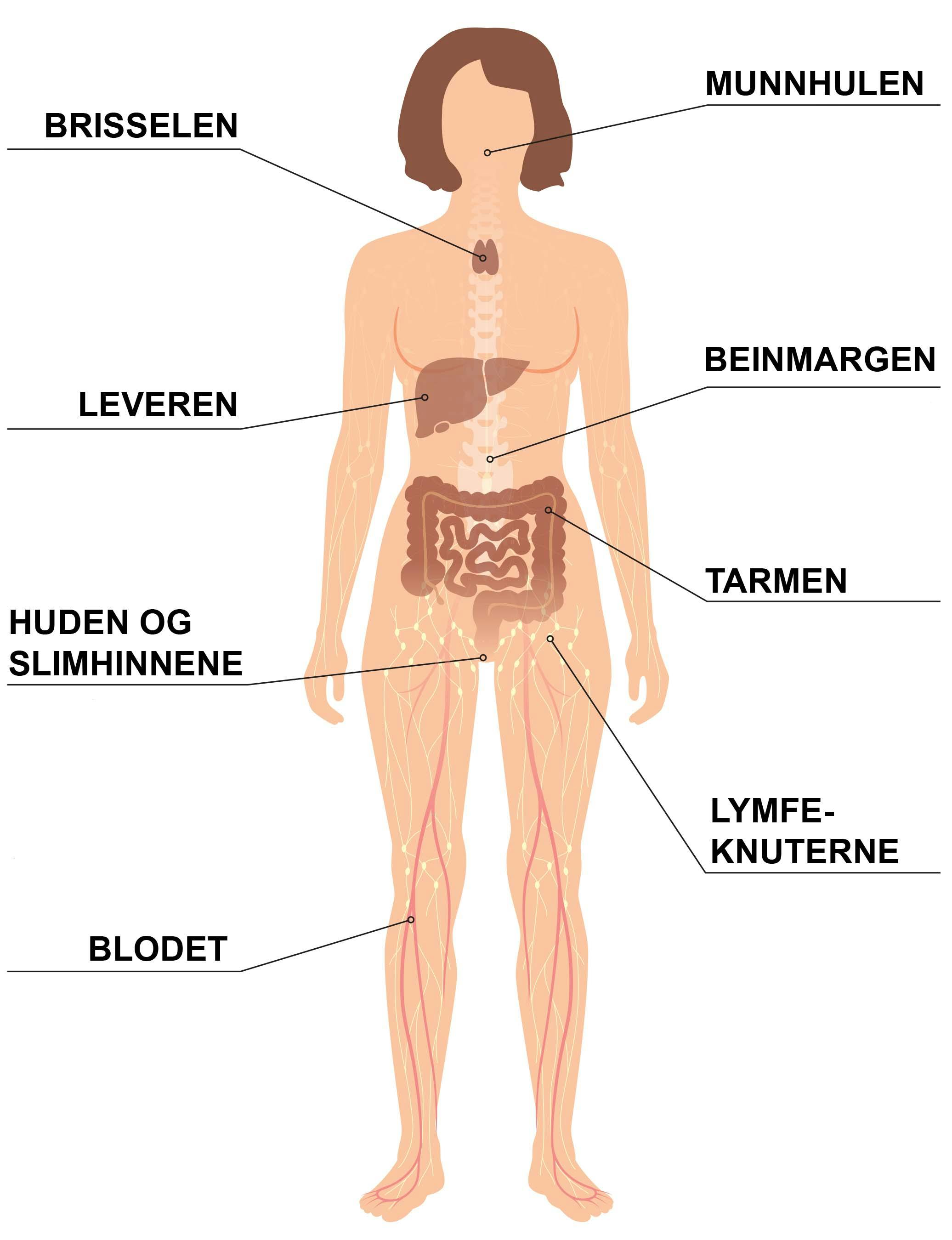 Hvor sitter immunforsvaret?